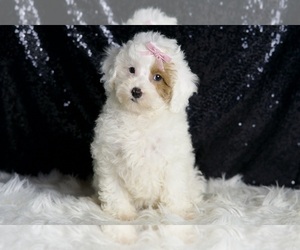 Medium Poodle (Toy)