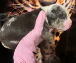 Small #1 American Bully