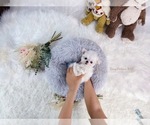 Small Photo #1 Maltese Puppy For Sale in ASTORIA, NY, USA