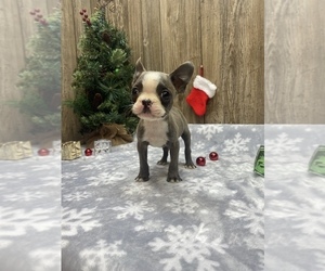 Boston Terrier Puppy for sale in MYRTLE, MO, USA