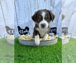 Small Photo #2 Miniature Australian Shepherd Puppy For Sale in WILLISTON, FL, USA