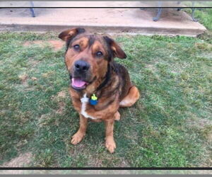 Admiral - Male American Staffordshire Terrier Dog for Adoption - Photo #5