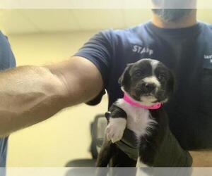 Border Collie-Unknown Mix Dogs for adoption in Visalia, CA, USA
