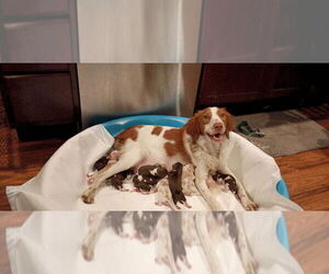 Mother of the Brittany puppies born on 07/28/2025