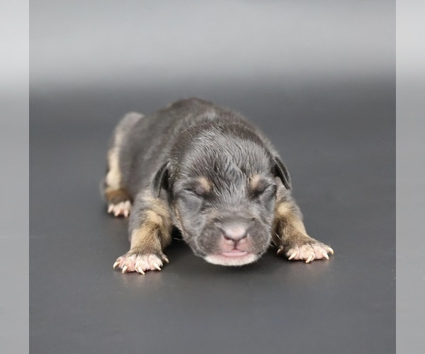 Medium Photo #1 American Bully Puppy For Sale in CHAMPAIGN, IL, USA