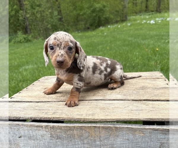 Medium Photo #4 Dachshund Puppy For Sale in MIDDLEBURY, IN, USA