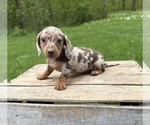 Small #3 Dachshund