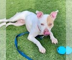 Small #19 American Bulldog Mix