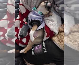 Dory - Female Chihuahua-Unknown Mix Dog for Adoption - Photo #3