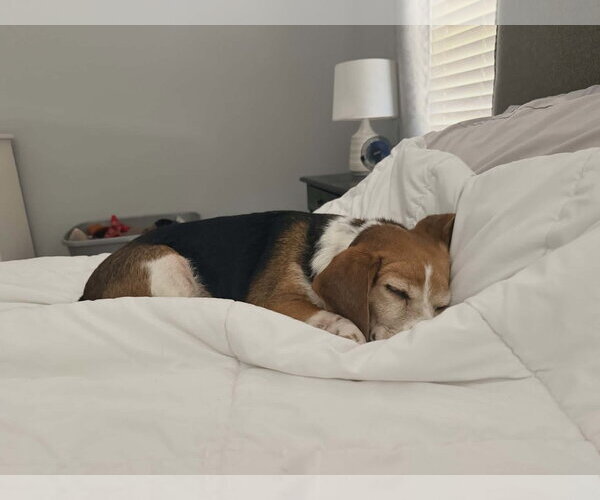 Medium Photo #10 Beagle Puppy For Sale in Arlington, VA, USA