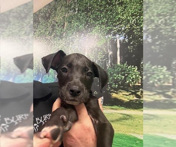 Medium Photo #1 Great Dane-Unknown Mix Puppy For Sale in Burbank, CA, USA