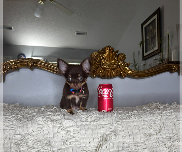 Medium Photo #13 Chihuahua Puppy For Sale in CHARLOTTE, NC, USA