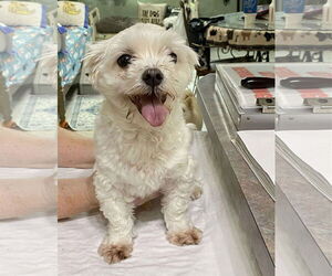 Maltese Dogs for adoption in Benton, LA, USA