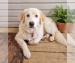 Small #1 Golden Pyrenees