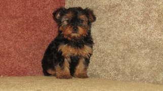 Morkie Puppy for sale in TUCSON, AZ, USA