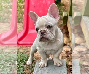 French Bulldog Puppy for Sale in LILLINGTON, North Carolina USA