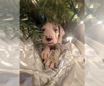 Small Photo #1 Great Dane Puppy For Sale in WOOSTER, OH, USA