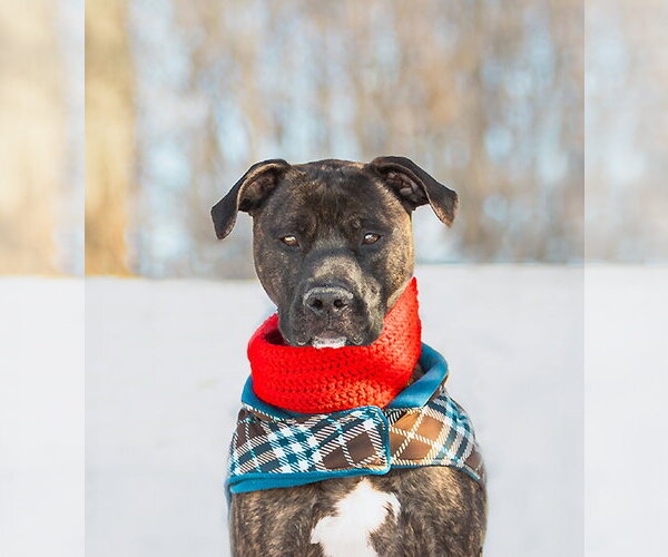 Medium Photo #9 Mutt Puppy For Sale in Unionville, PA, USA