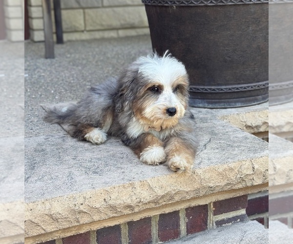 Medium Photo #3 Bernedoodle Puppy For Sale in WOLCOTT, IN, USA