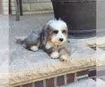 Small #2 Bernedoodle
