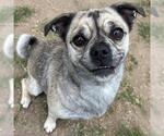 Small #2 Pug Mix