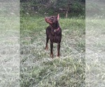 Small Photo #1 Doberman Pinscher Puppy For Sale in WILMINGTON, DE, USA