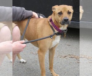 Shelby (SADIE) - Female Mutt Dog for Adoption - Photo #15