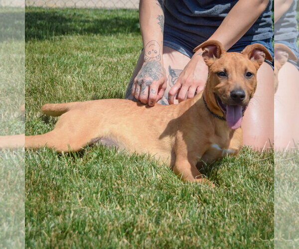Medium Photo #10 American Staffordshire Terrier-Boxer Mix Puppy For Sale in Huntley, IL, USA