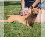 Small #9 American Staffordshire Terrier-Boxer Mix