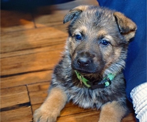 German Shepherd Dog Puppy for sale in HARTWELL, GA, USA