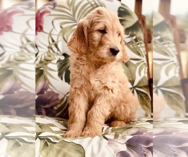 Medium Photo #1 Goldendoodle Puppy For Sale in PROSPECT, VA, USA