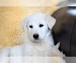 Small #16 Labrador Retriever-Samoyed Mix