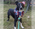 Small #11 Border Collie Mix