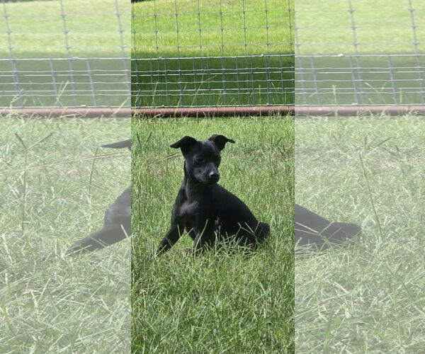 Medium Photo #1 Chihuahua-Unknown Mix Puppy For Sale in McKinney, TX, USA