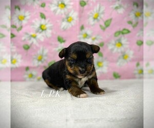 Yorkshire Terrier Puppy for sale in WINNSBORO, LA, USA