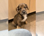 Small #4 Mutt