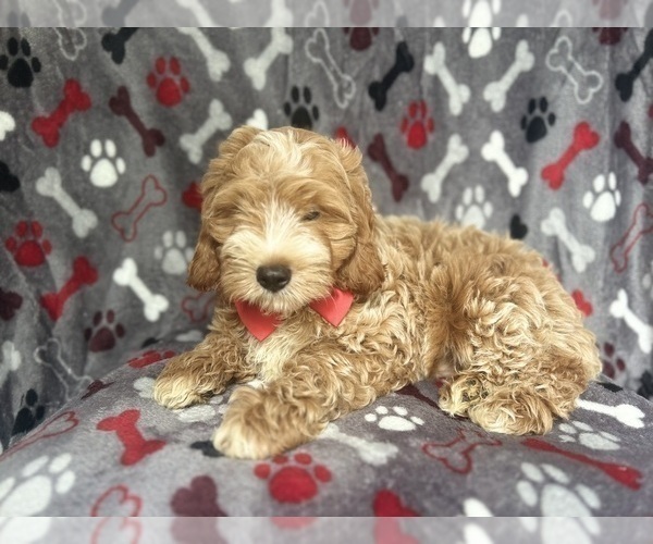 Medium Photo #5 Cock-A-Poo Puppy For Sale in LAKELAND, FL, USA