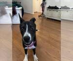 Small #2 American Pit Bull Terrier-Huskies  Mix