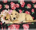 Small Photo #3 Goldendoodle-Mutt Mix Puppy For Sale in KIRKWOOD, PA, USA