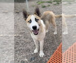 Small #10 Siberian Husky Mix