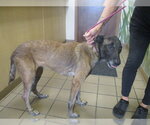 Small Mutt