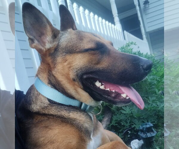 Medium Photo #26 Mutt Puppy For Sale in Fargo, ND, USA