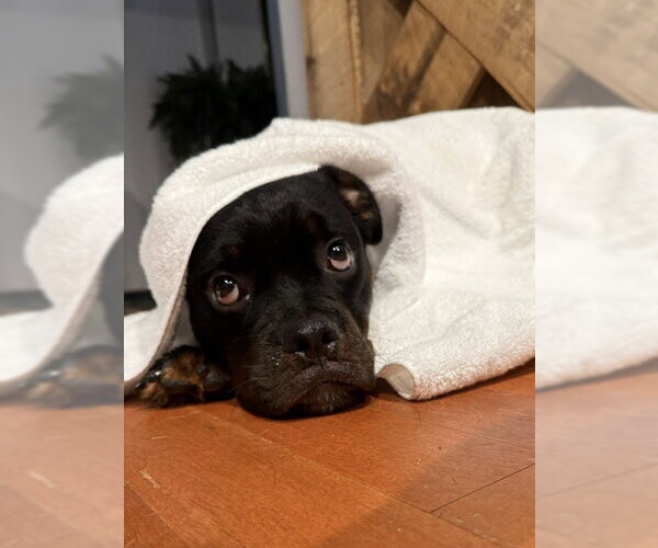 Medium Photo #2 Rottweiler Puppy For Sale in Mooresville, NC, USA