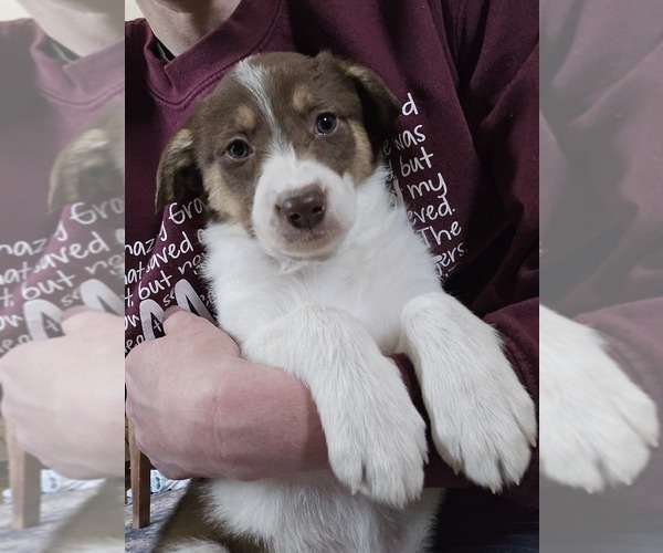 Medium Photo #3 Border Collie Puppy For Sale in LEBANON, MO, USA