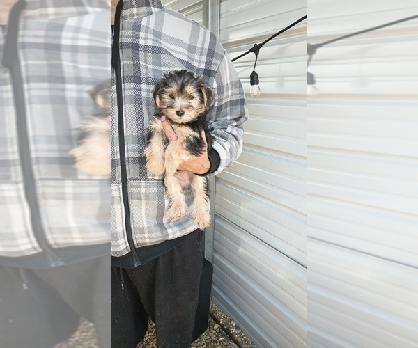 Medium Photo #3 Yorkshire Terrier Puppy For Sale in BENSON, NC, USA