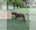 Small Photo #9 Labrador Retriever Puppy For Sale in TAMPA, FL, USA