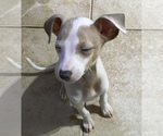 Small Photo #15 Italian Greyhound Puppy For Sale in BROOKLYN, NY, USA