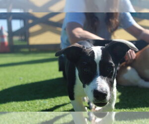 Apple Cider - Female Basset Hound-Unknown Mix Dog for Adoption - Photo #3