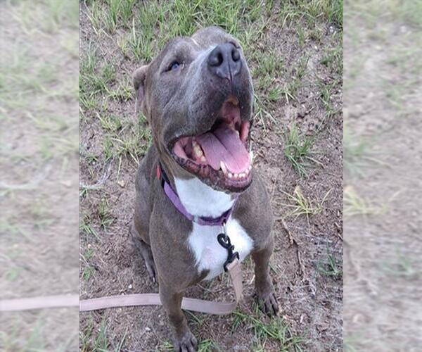 Medium Photo #2 American Pit Bull Terrier-Unknown Mix Puppy For Sale in Ocala, FL, USA