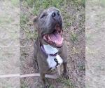 Small #1 American Pit Bull Terrier Mix